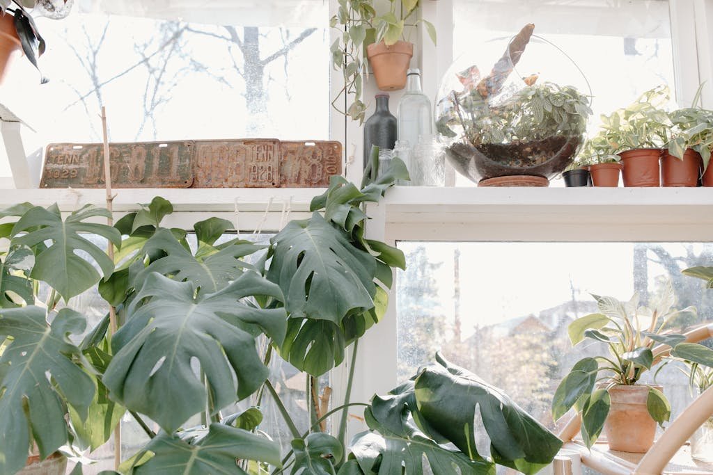 Add One or Two Air-Boosting Plants